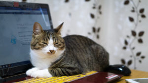 パソコンの上でリラックスしている猫